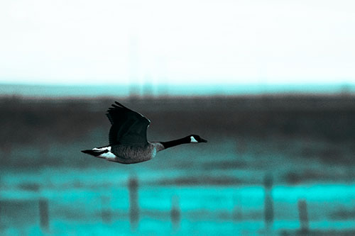 Low Flying Canadian Goose (Cyan Tone Photo)