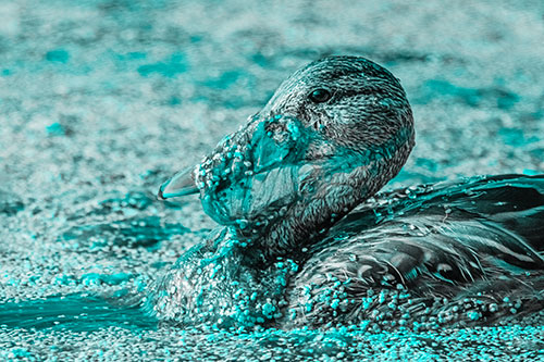 Mallard Duck Entangled In Algae (Cyan Tone)