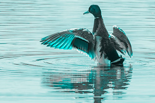 Mallard Duck Flaps Illuminated Wings Among Lake (Cyan Tone)