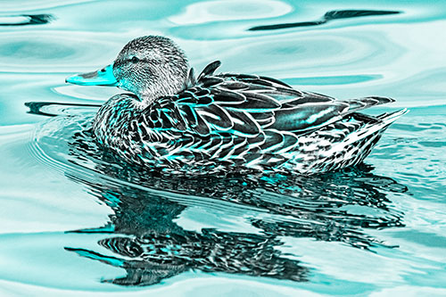 Mallard Duck Floats Among Swirling Water (Cyan Tone)