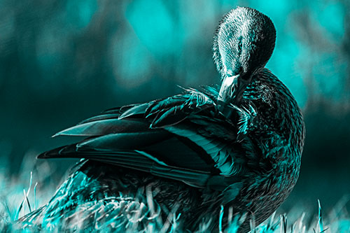 Mallard Duck Grooming Feathered Back (Cyan Tone Photo)