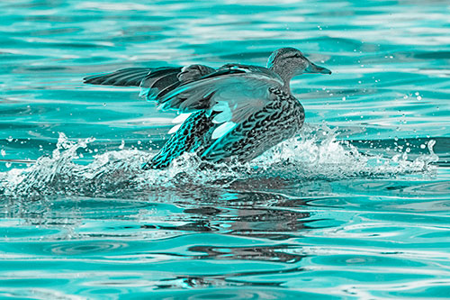 Mallard Duck Makes Splash Landing Atop Lake (Cyan Tone)