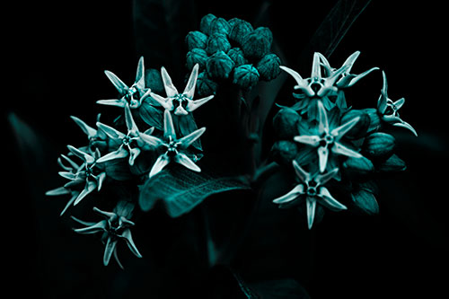 Milkweed Flower Buds Blossoming (Cyan Tone Photo)