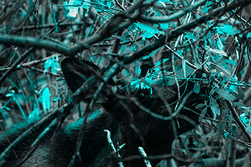 Moose Chewing Leaves Off Tree Branch (Cyan Tone Photo)