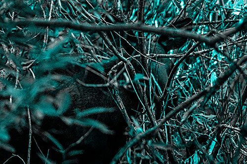 Moose Hidden Behind Tree Branches (Cyan Tone Photo)