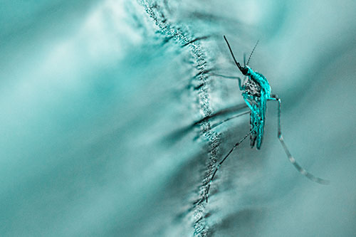 Mosquito Stretches Leg Among Wood (Cyan Tone)