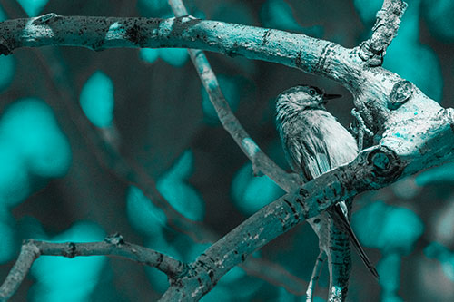 Mountain Chicadee Clamps Onto Bending Tree Branch (Cyan Tone)