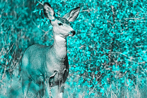 Mule Deer Gazes Across Landscape Horizon (Cyan Tone)