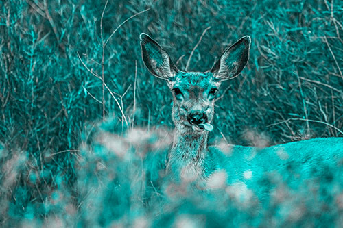 Mule Deer Sticking Tongue Out Sideways (Cyan Tone)
