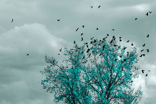 Murder Of Crows Swarm Autumn Tree (Cyan Tone)