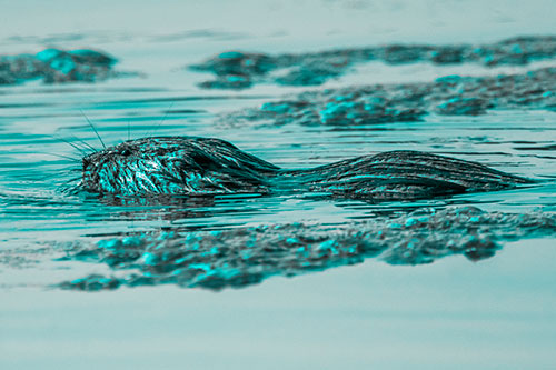 Muskrat Swimming Among Floating Algae (Cyan Tone)
