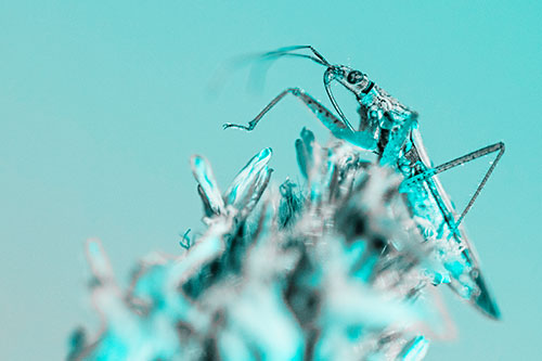 Nabis Lineatus Crawling Atop Plantago (Cyan Tone)