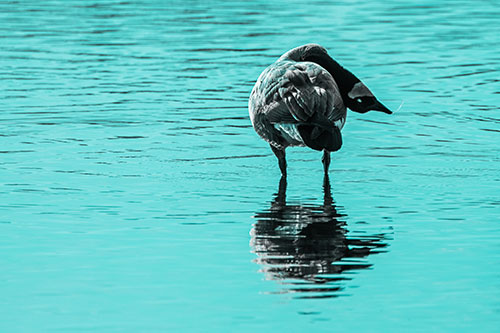 Neck Contorting Canadian Goose Grooming Among Shallow Water (Cyan Tone)