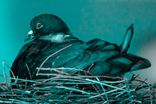 Nesting Pigeon Keeping Watch (Cyan Tone Photo)
