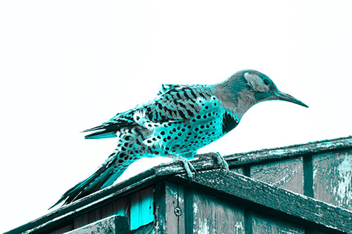 Northern Flicker Woodpecker Crouching Atop Birdhouse (Cyan Tone)