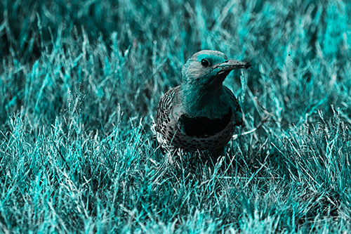 Northern Flicker Woodpecker Digging Up Dirt (Cyan Tone)