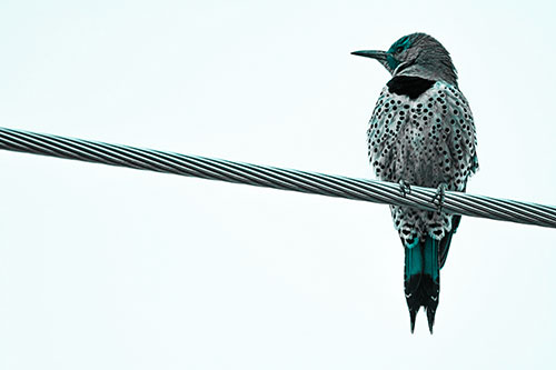Northern Flicker Woodpecker Perched Atop Steel Wire (Cyan Tone)