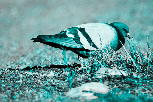 Observant Pigeon Scouring Among Dead Plants (Cyan Tone)