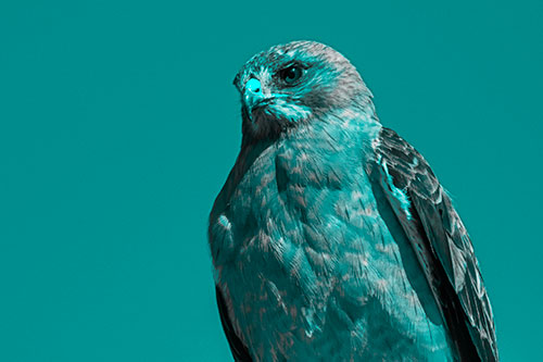 Observant Rough Legged Hawk Watching Intensely (Cyan Tone)