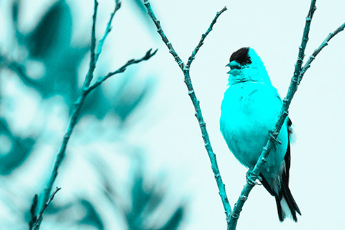 Open Mouthed American Goldfinch Standing On Tree Branch (Cyan Tone Photo)