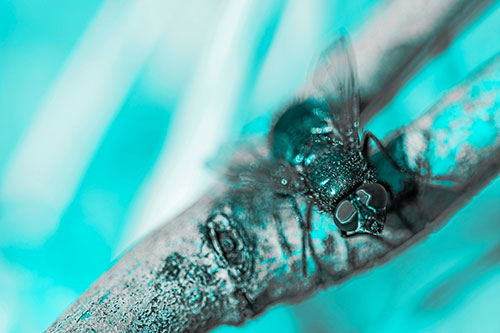 Open Mouthed Blow Fly Looking Above (Cyan Tone Photo)