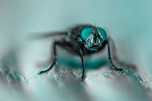 Open Mouthed Cluster Fly Shocked With Fear (Cyan Tone)