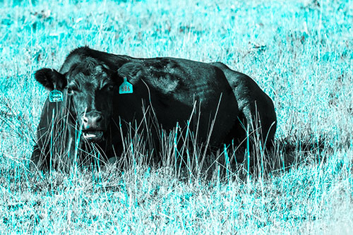 Open Mouthed Cow Resting On Grass (Cyan Tone Photo)