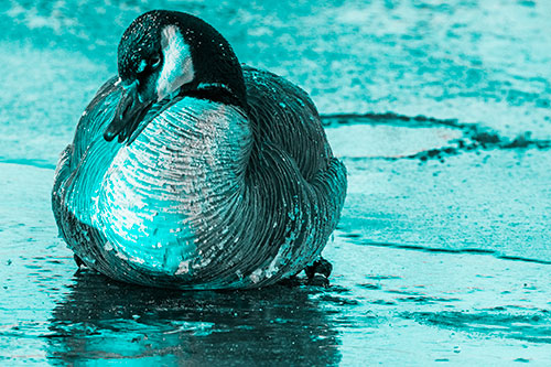 Open Mouthed Goose Laying Atop Ice Frozen River (Cyan Tone)