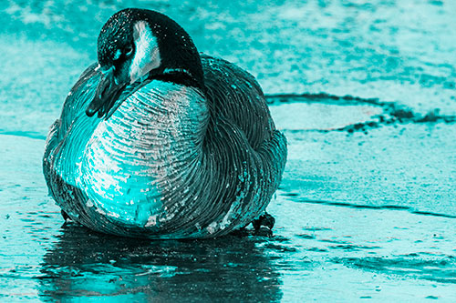 Open Mouthed Goose Laying Atop Ice Frozen River (Cyan Tone Photo)
