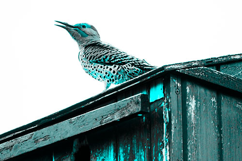 Open Mouthed Northern Flicker Woodpecker (Cyan Tone Photo)