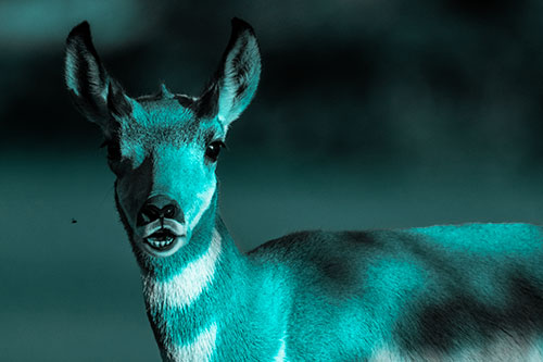 Open Mouthed Pronghorn Gazes In Shock (Cyan Tone)