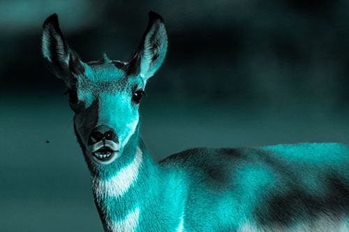 Open Mouthed Pronghorn Gazes In Shock (Cyan Tone Photo)