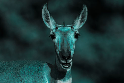 Open Mouthed Pronghorn Spots Intruder (Cyan Tone Photo)