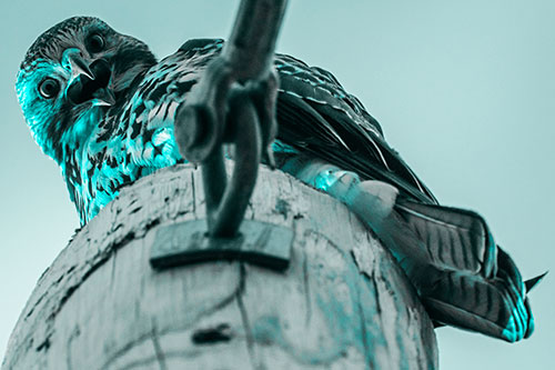 Open Mouthed Red Tailed Hawk Squawking Downward (Cyan Tone)