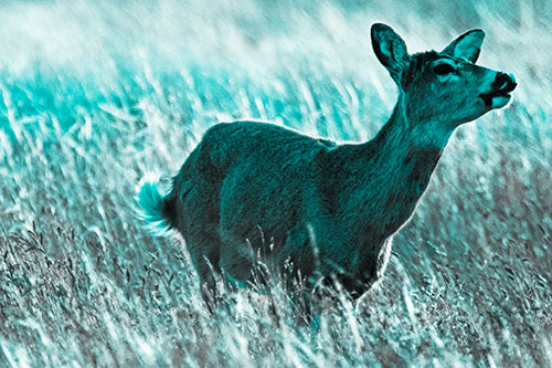 Open Mouthed White Tailed Deer Among Wheatgrass (Cyan Tone Photo)