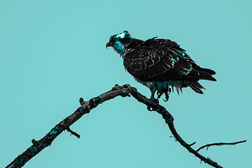 Osprey Hawk Balancing Among Bending Tree Branch (Cyan Tone)