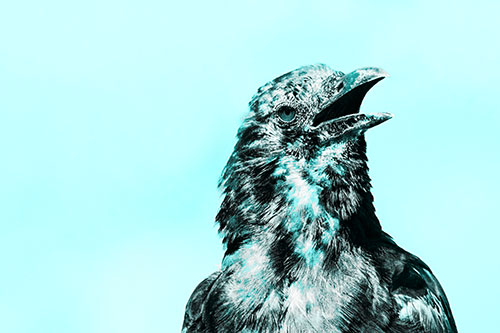 Panting Open Mouthed Crow Cooling Down Among Heat (Cyan Tone)