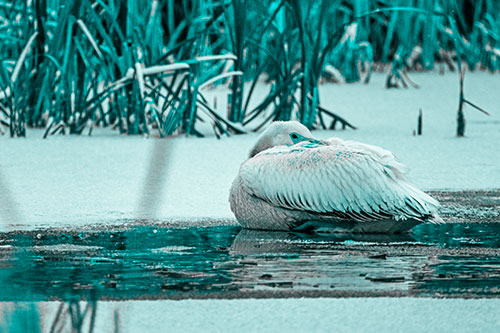 Pelican Resting Atop Ice Frozen Lake (Cyan Tone Photo)