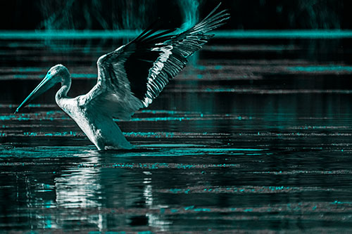 Pelican Takes Flight Off Lake Water (Cyan Tone Photo)