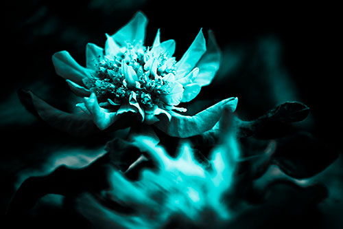 Peony Flower In Motion (Cyan Tone Photo)