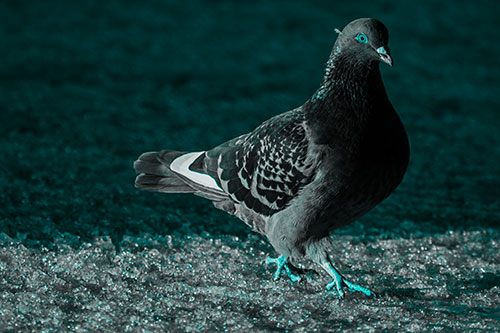 Pigeon Crosses Shadow Covered River Ice (Cyan Tone Photo)