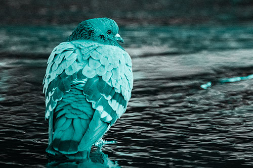 Pigeon Glancing Backwards Among River Water (Cyan Tone)