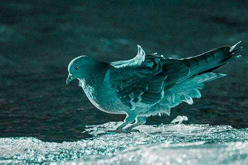Pigeon Peeking Over Frozen River Ice Edge (Cyan Tone Photo)