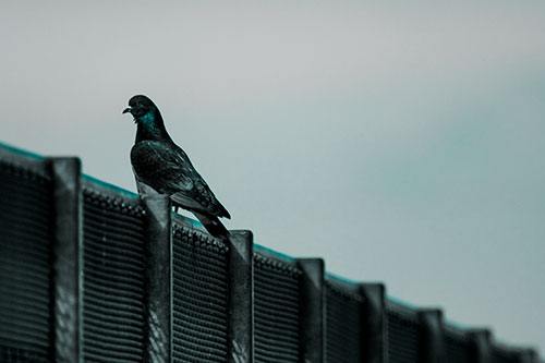 Pigeon Standing Atop Steel Guardrail (Cyan Tone Photo)