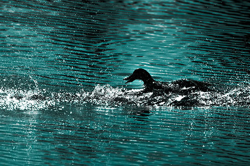Playful Mallard Duck Gets Splashed Among Lake Horizon (Cyan Tone)