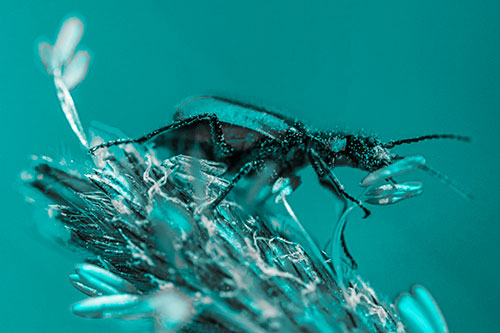Pollen Covered Scarlet Malachite Beetle Hugging Flower Stem (Cyan Tone)