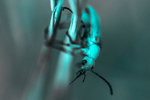 Pollen Faced Blister Beetle Hangs Onto Plant Stem (Cyan Tone)