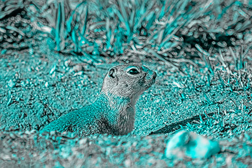 Prairie Dog Emerges From Dirt Tunnel (Cyan Tone)