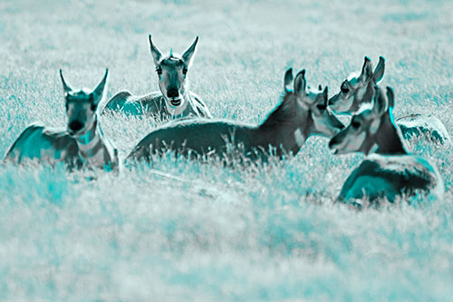 Pronghorn Herd Rest Among Grass (Cyan Tone Photo)