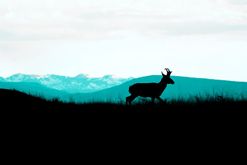 Pronghorn Silhouette On The Prowl (Cyan Tone Photo)
